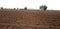 panorama of rural indian dry grassy farm land stretching out under a cloud filled sky with native trees,  gujrat, india