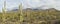 Panorama of Saguaros Cactus in the Sonoran Desert