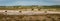 Panorama of sand dunes in dutch village of Schoorl with grazing cattle