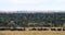 Panorama of savanna. Big herds of Africa. Landscape with buffalo.