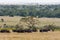 Panorama of savanna with buffalos. Big herds of Africa. Landscape with buffalo. Nakuru.