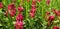 Panorama of Scarlet flower Hedysarum