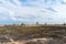 Panorama of a scorched field and pine forest against a blue sky with clouds. forest fire in the summer . yellow trees burned