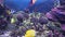Panorama of the seabed of the aquarium, decorative tropical fish, corals. Marine life