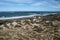 Panorama of Seal Bay with boardwalk and humpback whale skeleton in sand dune