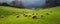 Panorama of sheep grazing