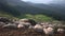 Panorama of sheep herd on green pasture in mountains.