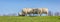 Panorama of sheep on a in the Netherlands