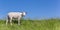 Panorama of a sheep on a on Texel island