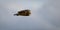 Panorama of short eared owl in level flight with yellow eye watching