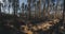 Panorama shot of a forest with burnt grass and giant trees under the blue sky