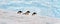 Panorama shot of Gentoo Penguins on the snow in Antarctica with a blurry background