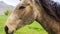 Panorama Side view of a brown horse with black mane against barbed wire fence and field