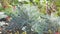 Panorama Silver ragwort or dusty miller in the garden on the bed