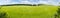 Panorama of the slightly hilly field of ripening green barley