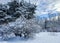 Panorama of a snow-covered park with tall pine trees snowy cloudy day in the Mezaparks district, Riga