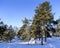 Panorama of a snow-covered park with tall pine trees snowy cloudy day in the Mezaparks district, Riga