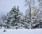 Panorama of a snow-covered park with tall pine trees snowy cloudy day in the Mezaparks district, Riga