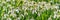 Panorama of snowdrop flowers in the grass at the beginning of spring