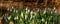 Panorama of snowdrops, also called Galanthus nivalis or schneegloeckchen