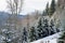 Panorama of snowy, fabulous, beautiful, frosty forest.