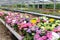 Panorama soft pink Hydrangea Hortensia plants greenhouse, Netherlands