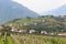 Panorama with South Tyrolean Apple plantations, vineyards and mountains in Tirolo, South Tyrol, Italy