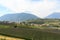 Panorama with South Tyrolean Apple plantations, vineyards and mountains in Tirolo, South Tyrol, Italy