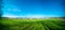 Panorama of spring  arable field