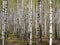 panorama spring in a birch grove young greenery