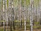 panorama spring in a birch grove young greenery