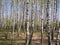 panorama spring in a birch grove young greenery