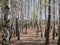 panorama spring in a birch grove young greenery