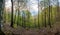 Panorama of the spring forest with young green leaves, a man in orange clothes descends along the trail.