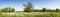 Panorama of a spring oak forest