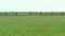 Panorama spring steppe where grazing zebra