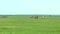 Panorama of the steppe. At the steppes we see the Przewalski horses and bisons