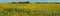 Panorama sunflower field