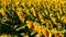 Panorama of sunflowers. Many sunflowers bloom in summer
