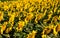 Panorama of sunflowers. Many sunflowers bloom in summer