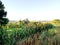 Panorama swamp covered with reed,rural environment