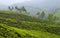 Panorama of Tea plantations in Kerala, South India