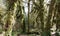 Panorama of temperate rain forest