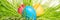 Panorama, three colorful painted easter eggs on green grass