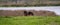 Panorama of three starlings on the back of a chestnut wild horse. Seen from the back. Part of horse, lake in background