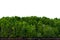 Panorama tree White background Banner Isolate