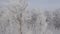 Panorama of trees covered with frost off over the winter forest