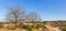 Panorama of trees on the dunes in Drents Friese Wold