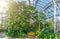 Panorama of a tropical greenhouse with thickets of trees of flowers