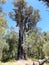 Panorama of Tuart tree in National Park